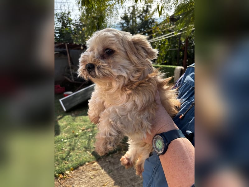 Goldy – Kleine Yorkie-Mix-Hündin sucht ihre Menschen fürs Leben 
