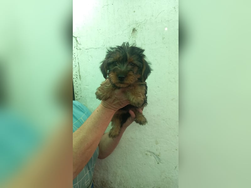 Happy PP– Yorki Hündin sucht Heimathafen