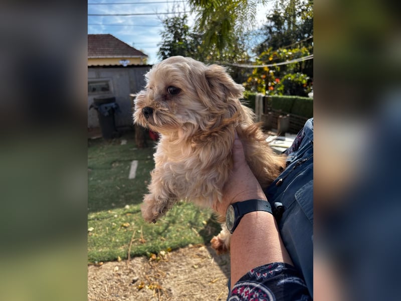 Goldy – Kleine Yorkie-Mix-Hündin sucht ihre Menschen fürs Leben 