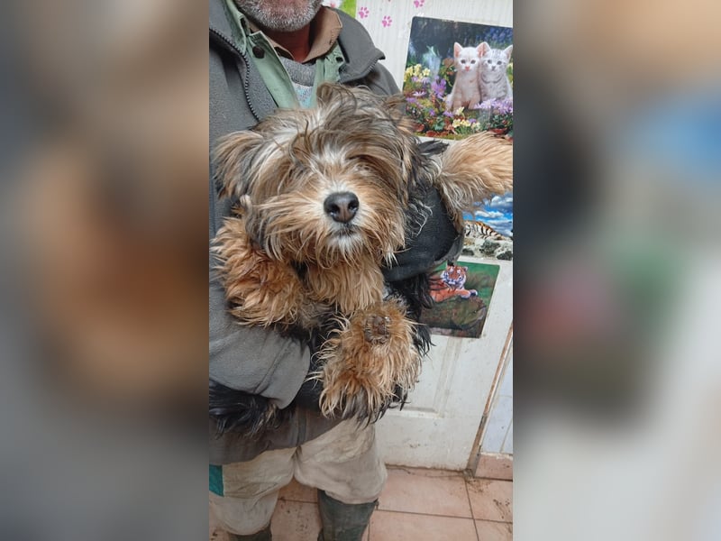 Stann PP – kleiner Yorkie-Mix sucht liebevolles Zuhause 