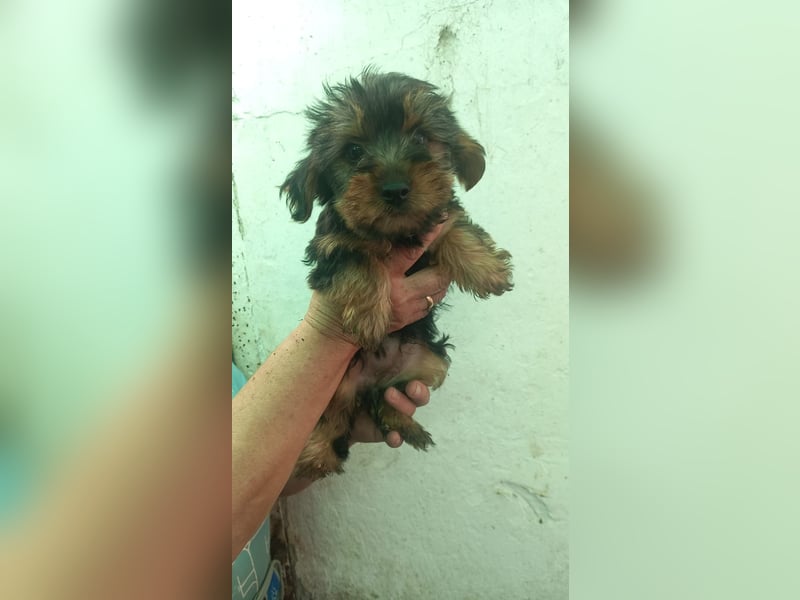 Rozi PP– Yorki Hündin sucht Heimathafen