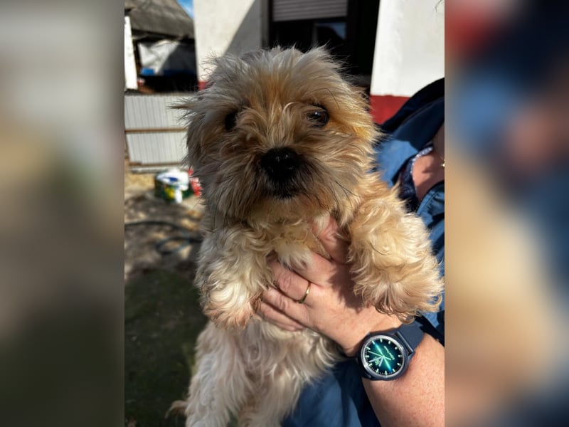 Goldy – Kleine Yorkie-Mix-Hündin sucht ihre Menschen fürs Leben 