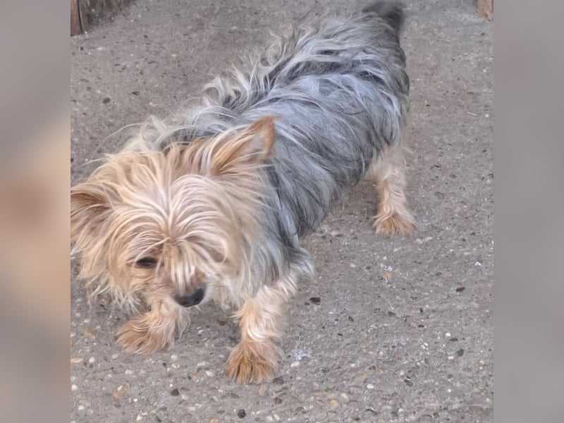 Gizmo sucht Anschluss