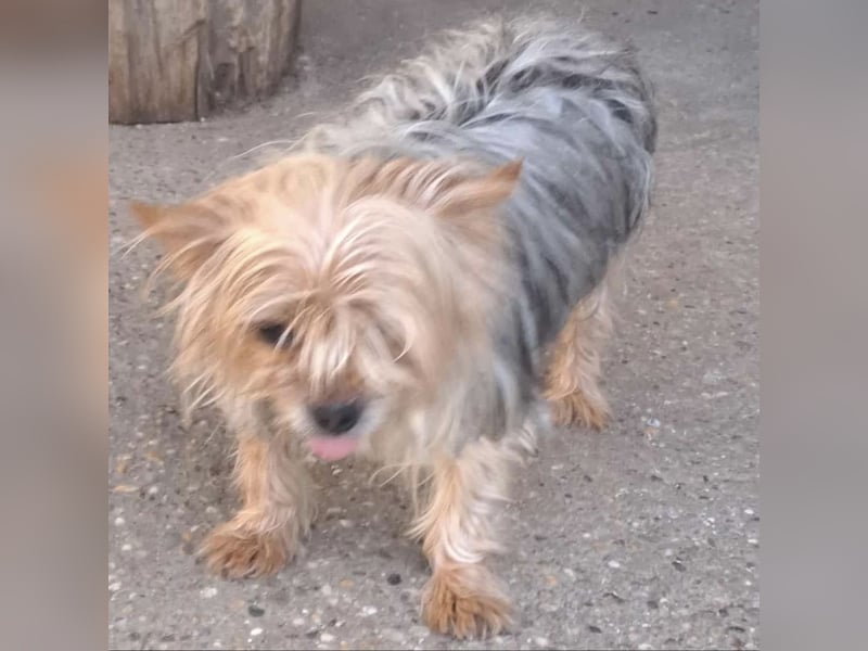 Gizmo sucht Anschluss