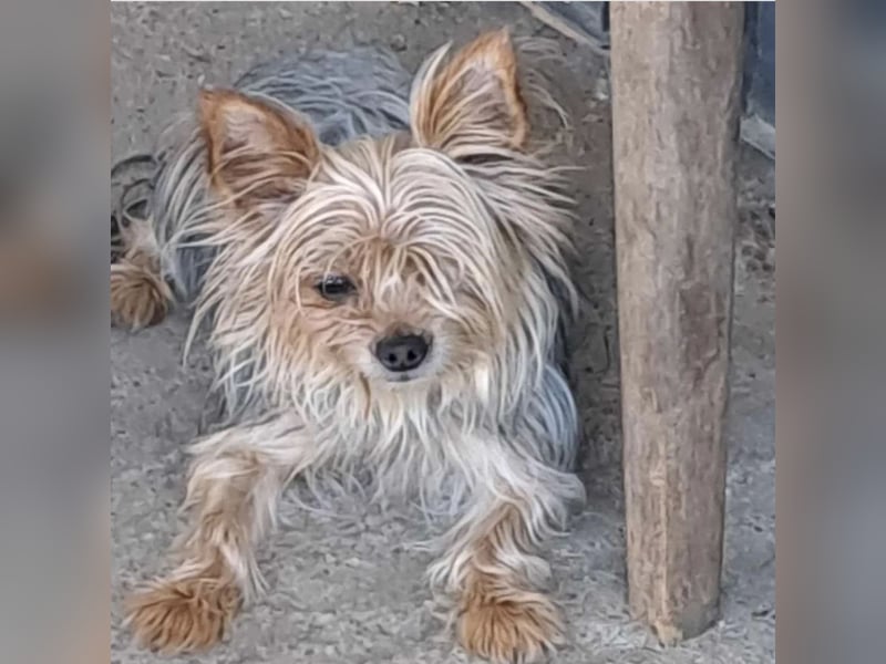 Gizmo sucht Anschluss