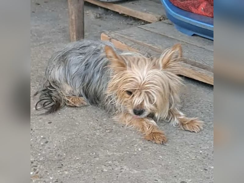 Gizmo sucht Anschluss