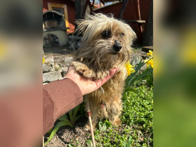 Mike, geboren 14.02.2021, 24cm sucht sein Körbchen