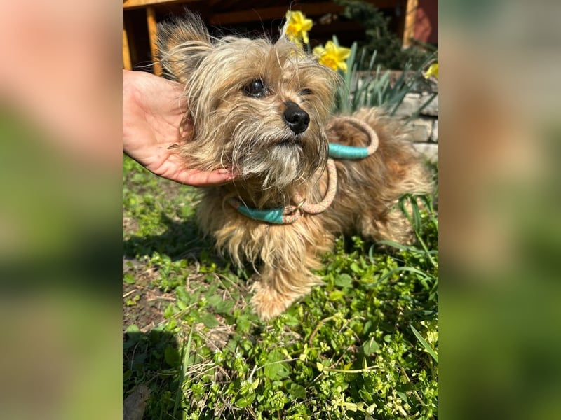 Mike, geboren 14.02.2021, 24cm sucht sein Körbchen