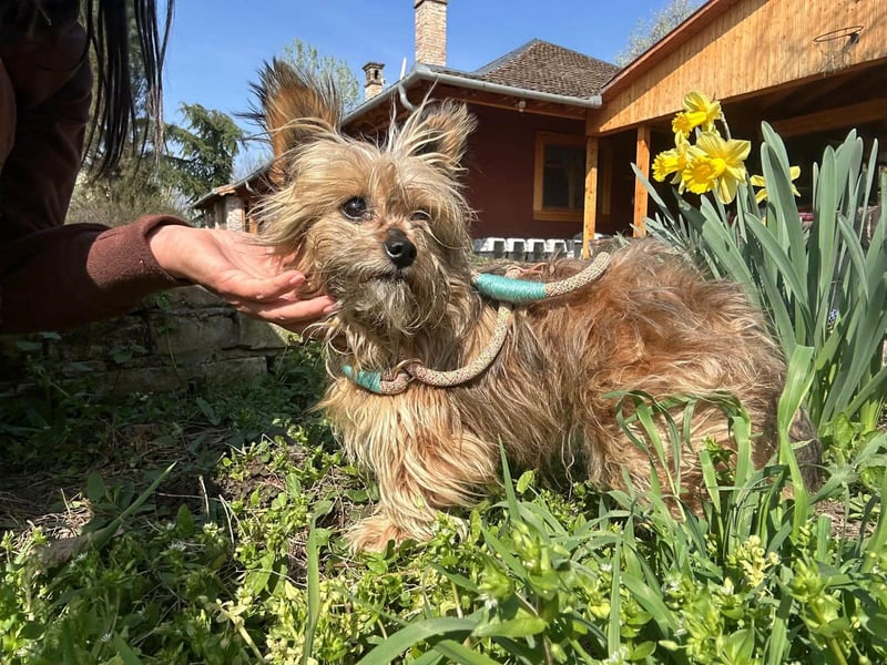 Mike, geboren 14.02.2021, 24cm sucht sein Körbchen