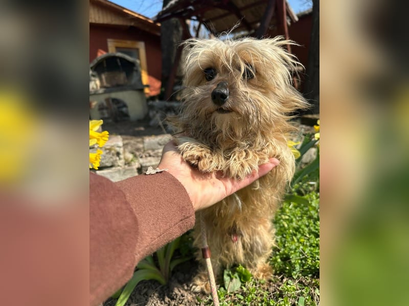 Mike, geboren 14.02.2021, 24cm sucht sein Körbchen