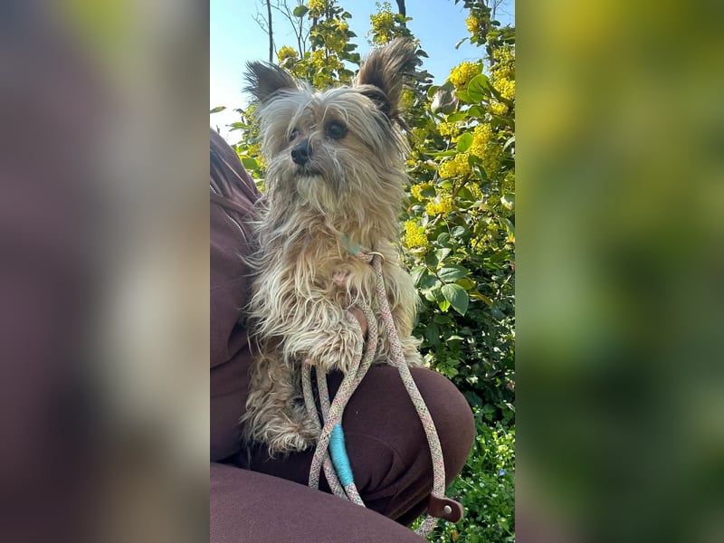 Mike, geboren 14.02.2021, 24cm sucht sein Körbchen