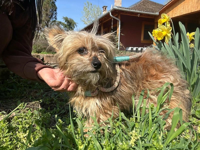 Mike, geboren 14.02.2021, 24cm sucht sein Körbchen