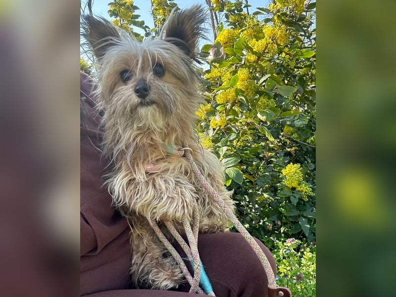 Mike, geboren 14.02.2021, 24cm sucht sein Körbchen