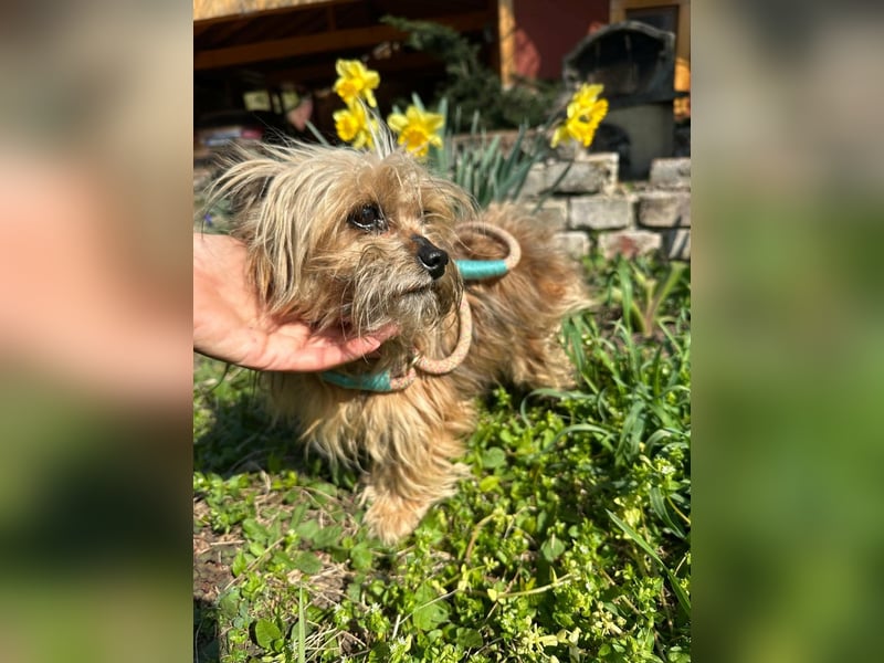 Mike, geboren 14.02.2021, 24cm sucht sein Körbchen