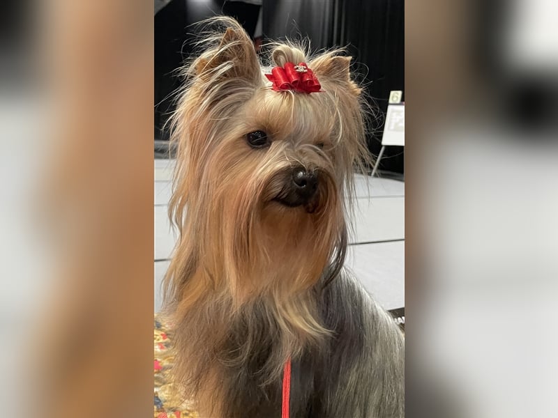 Yorkshire Terrier Deckrüde