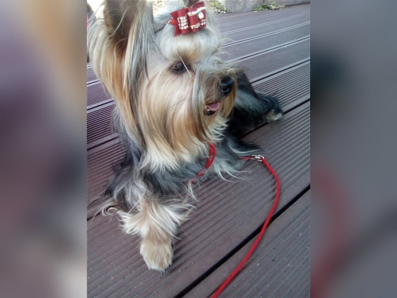 Yorkshire Terrier Deckrüde