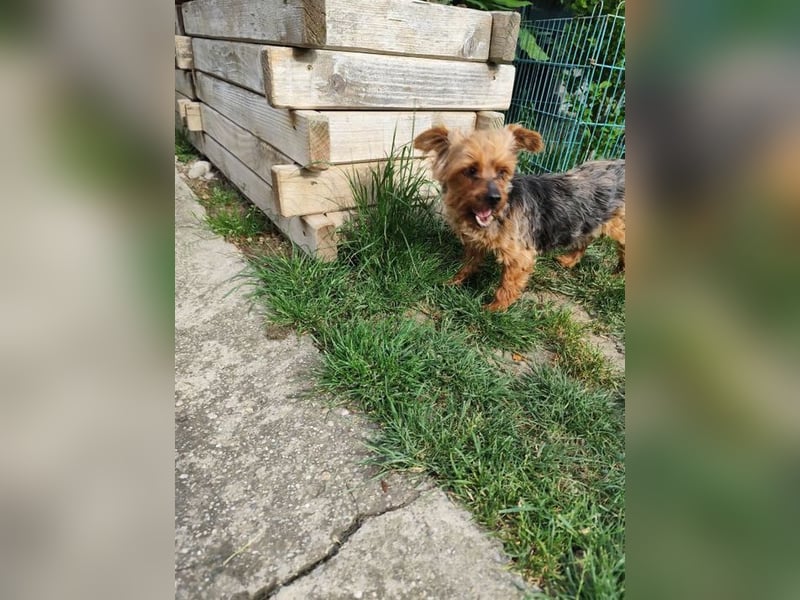 BARBI - wer schenkt mir glückliche Stunden voller Liebe und Geborgenheit?