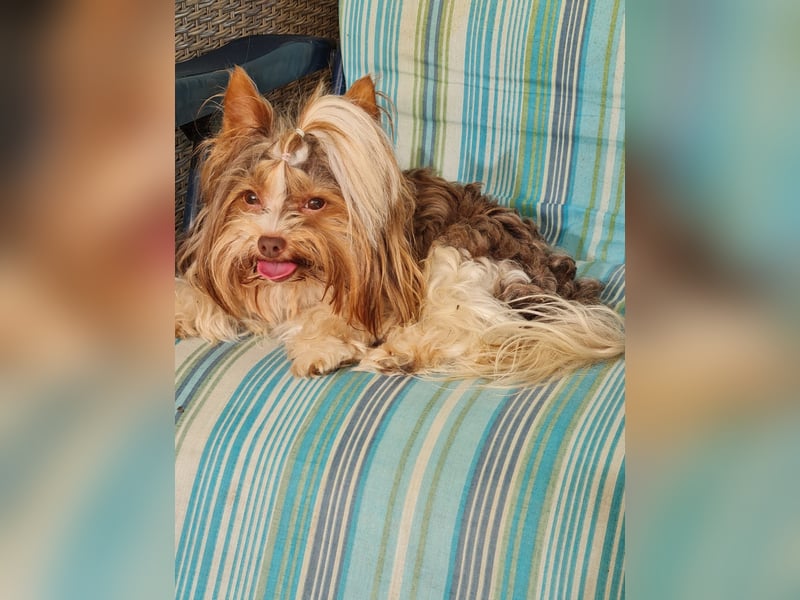 Blue Diamond Blue und Schoko Merle Yorkshire Terrier