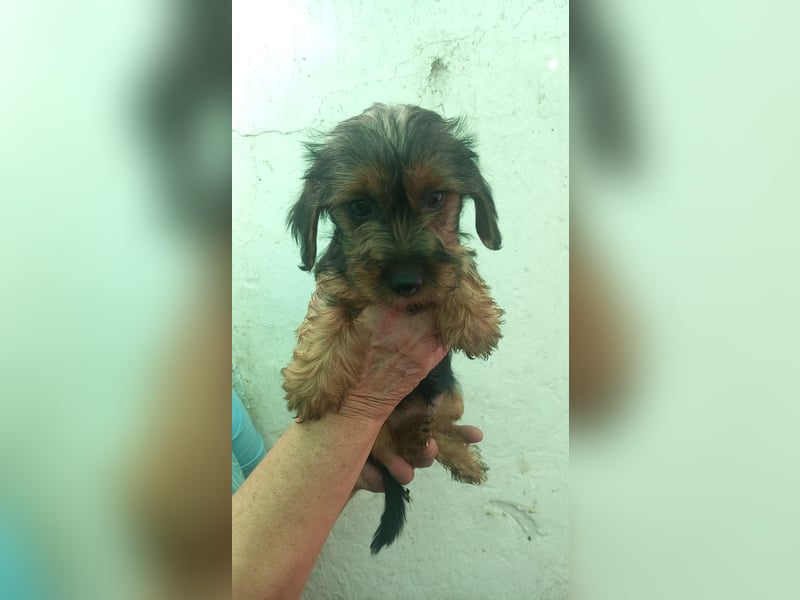 Füles, süßes Yorkshire Terrier Mix Welpen Mädchen geb. 2025