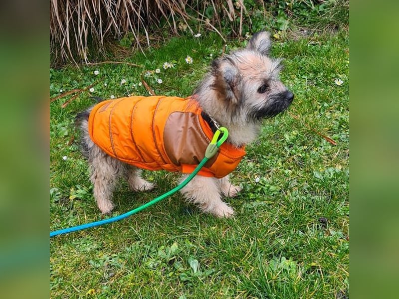 Daphne – verspielt, neugierig