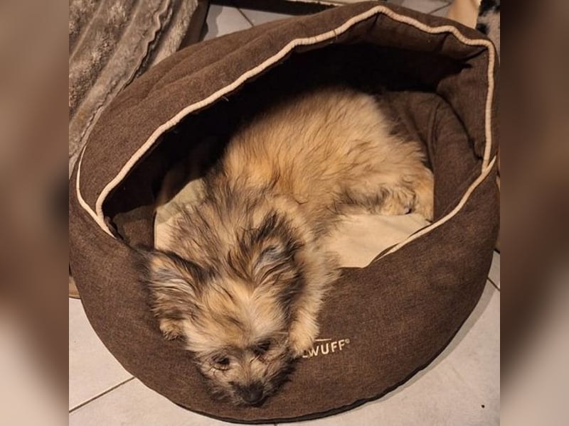 Daphne – verspielt, neugierig