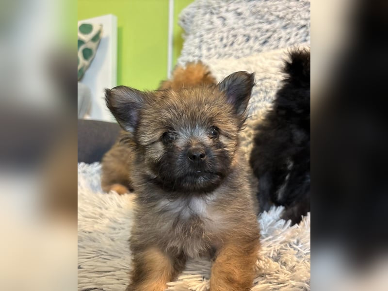 Daphne SR – verspielt, neugierig