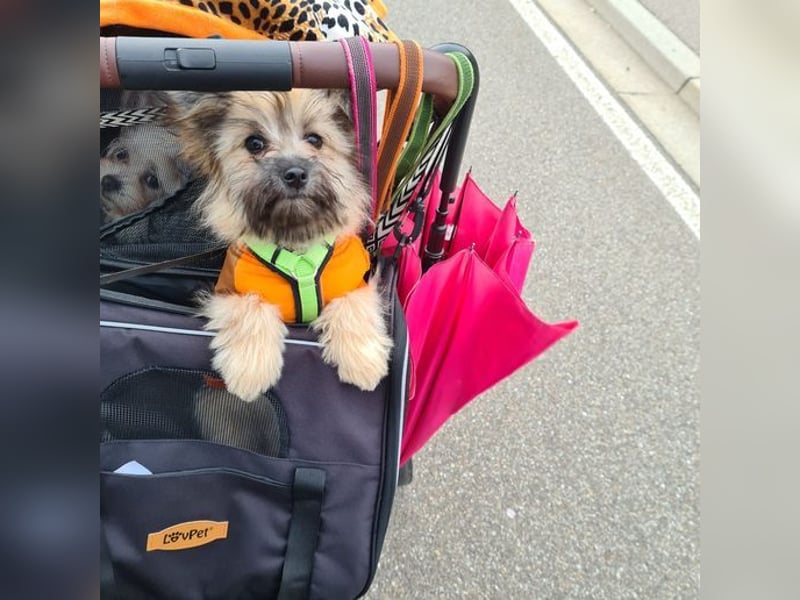 Daphne – verspielt, neugierig