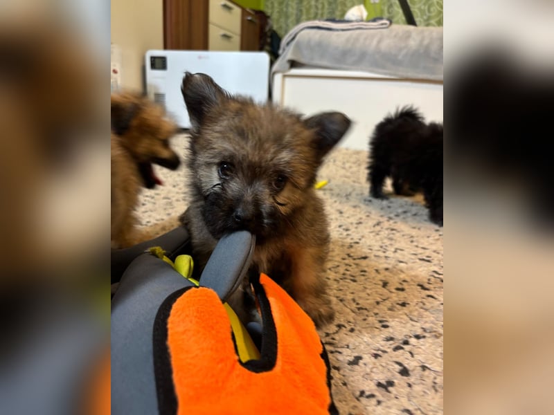 Daphne SR – verspielt, neugierig