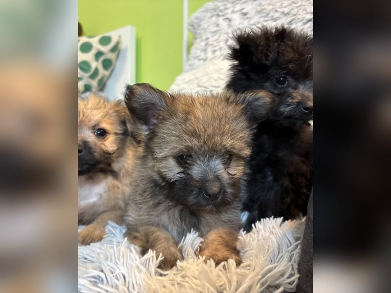 Daphne SR – verspielt, neugierig