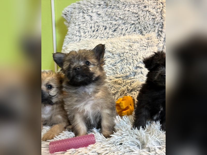 Daphne SR – verspielt, neugierig