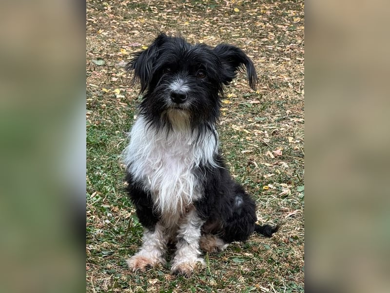 ♥FINJA♥ neu auf Pflegestelle bei Köln - zuckersüße, liebe, noch unsichere kleine Hündin 25 cm