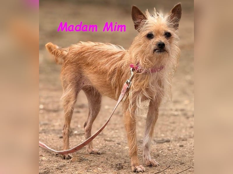 Madam Mim geb. 01/2017 (ESP) - Yorkshire-Terrier-Mix-Dame sucht ein liebevolles Zuhause!