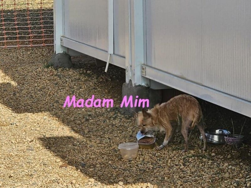Madam Mim geb. 01/2017 (ESP) - Yorkshire-Terrier-Mix-Dame sucht ein liebevolles Zuhause!