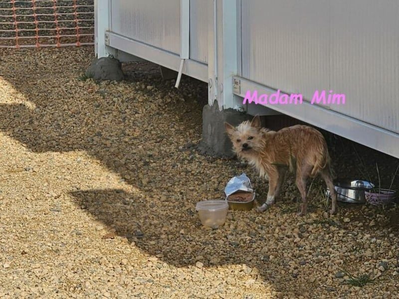 Madam Mim geb. 01/2017 (ESP) - Yorkshire-Terrier-Mix-Dame sucht ein liebevolles Zuhause!