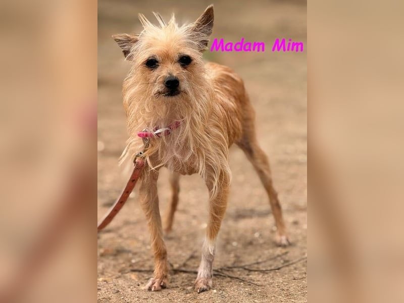 Madam Mim geb. 01/2017 (ESP) - Yorkshire-Terrier-Mix-Dame sucht ein liebevolles Zuhause!