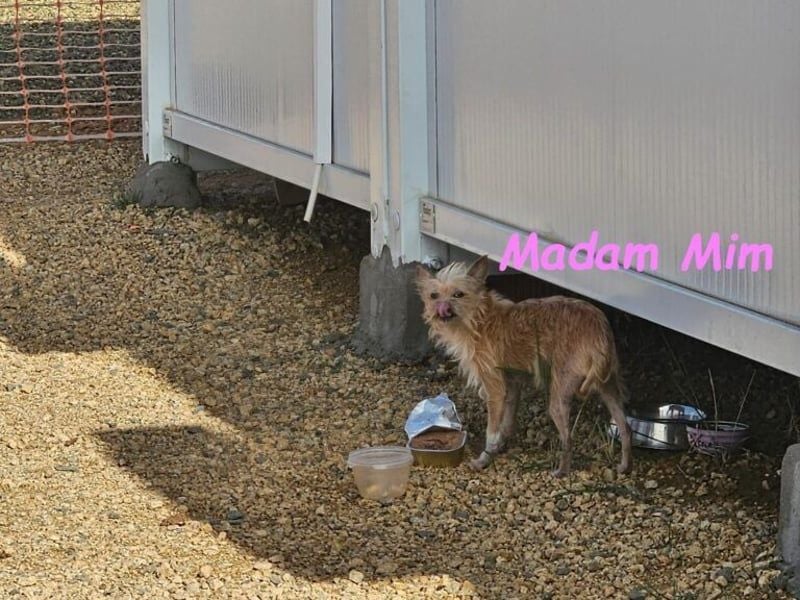 Madam Mim geb. 01/2017 (ESP) - Yorkshire-Terrier-Mix-Dame sucht ein liebevolles Zuhause!