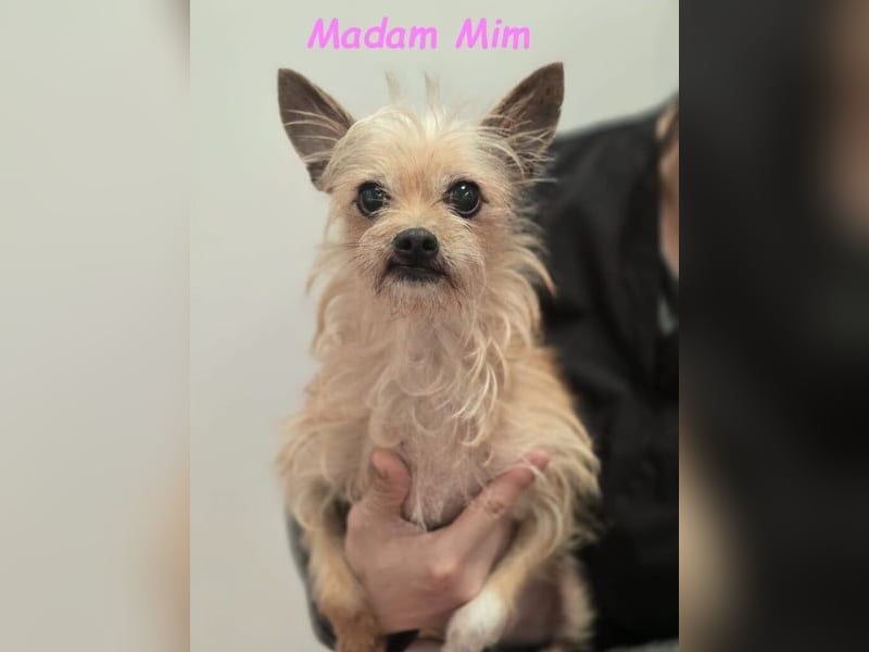 Madam Mim geb. 01/2017 (ESP) - Yorkshire-Terrier-Mix-Dame sucht ein liebevolles Zuhause!
