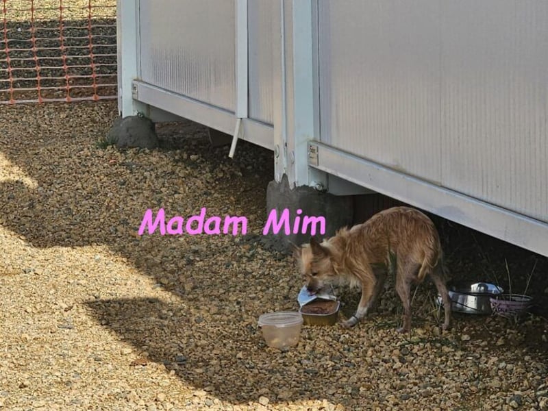 Madam Mim geb. 01/2017 (ESP) - Yorkshire-Terrier-Mix-Dame sucht ein liebevolles Zuhause!