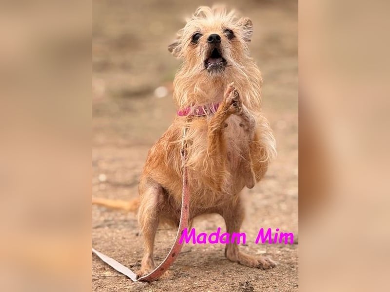 Madam Mim geb. 01/2017 (ESP) - Yorkshire-Terrier-Mix-Dame sucht ein liebevolles Zuhause!