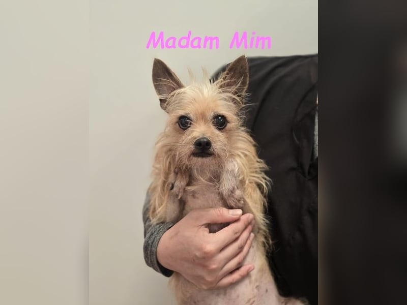 Madam Mim geb. 01/2017 (ESP) - Yorkshire-Terrier-Mix-Dame sucht ein liebevolles Zuhause!