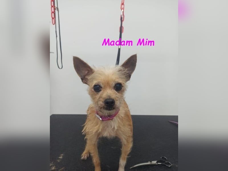 Madam Mim geb. 01/2017 (ESP) - Yorkshire-Terrier-Mix-Dame sucht ein liebevolles Zuhause!