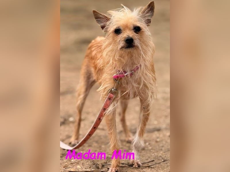 Madam Mim geb. 01/2017 (ESP) - Yorkshire-Terrier-Mix-Dame sucht ein liebevolles Zuhause!