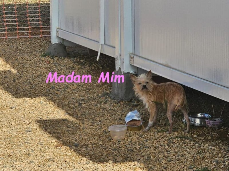 Madam Mim geb. 01/2017 (ESP) - Yorkshire-Terrier-Mix-Dame sucht ein liebevolles Zuhause!