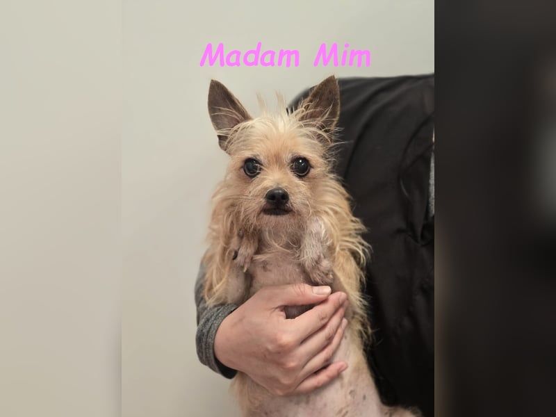 Madam Mim geb. 01/2017 (ESP) - Yorkshire-Terrier-Mix-Dame sucht ein liebevolles Zuhause!