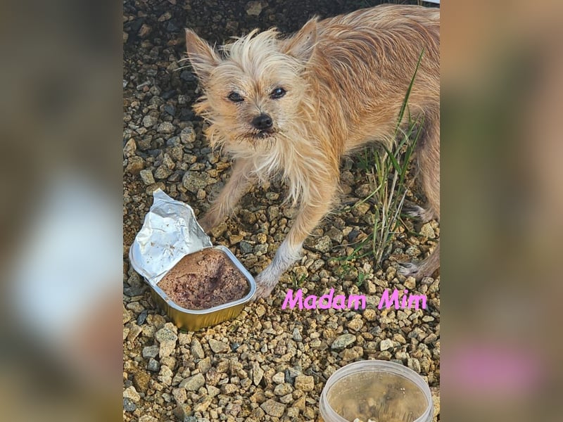 Madam Mim geb. 01/2017 (ESP) - Yorkshire-Terrier-Mix-Dame sucht ein liebevolles Zuhause!