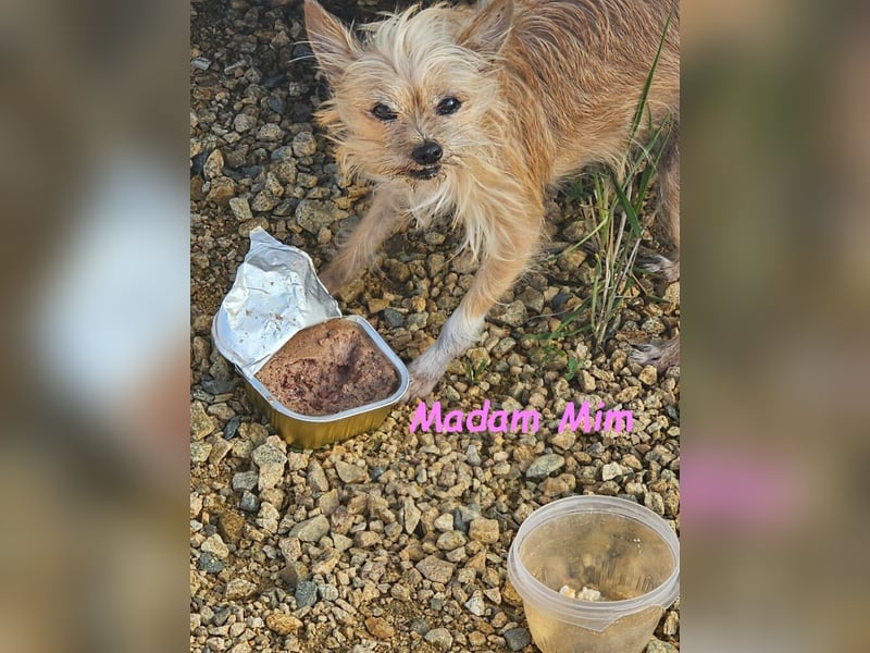 Madam Mim geb. 01/2017 (ESP) - Yorkshire-Terrier-Mix-Dame sucht ein liebevolles Zuhause!