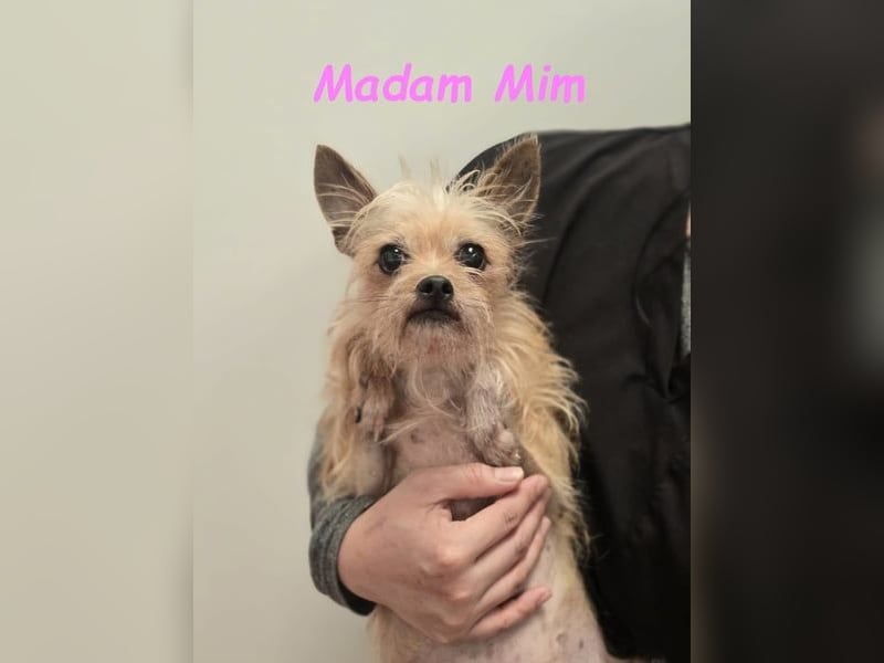 Madam Mim geb. 01/2017 (ESP) - Yorkshire-Terrier-Mix-Dame sucht ein liebevolles Zuhause!