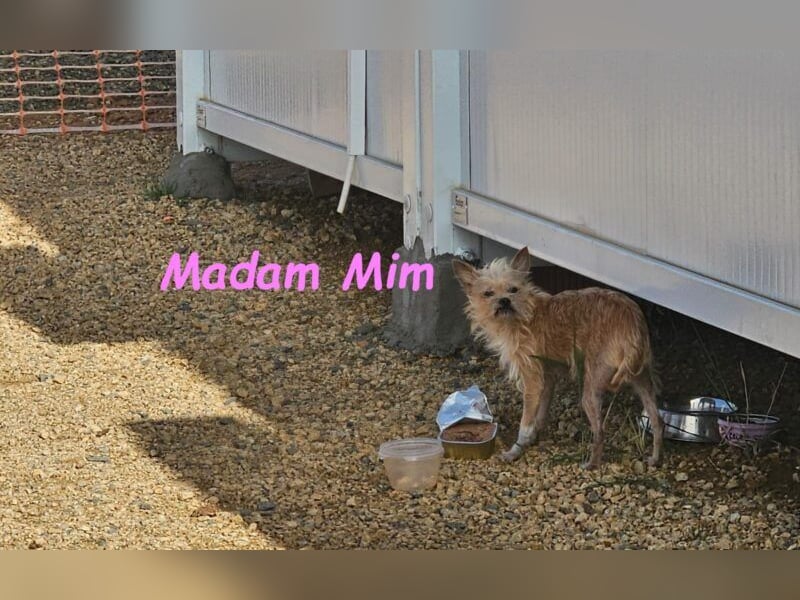 Madam Mim geb. 01/2017 (ESP) - Yorkshire-Terrier-Mix-Dame sucht ein liebevolles Zuhause!