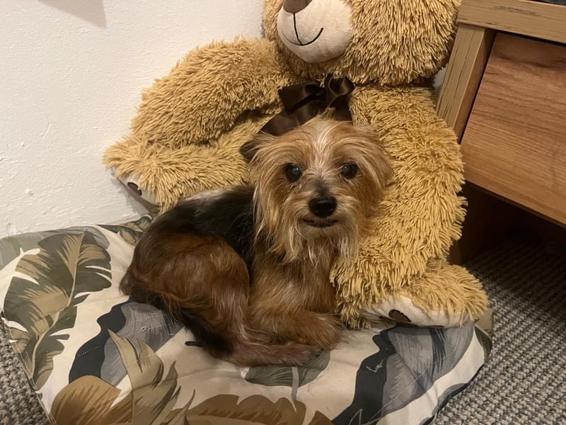 Cookie 24cm geb. 08/2013 wer gibt dem kleinen Kerl ein liebevolles Zuhause