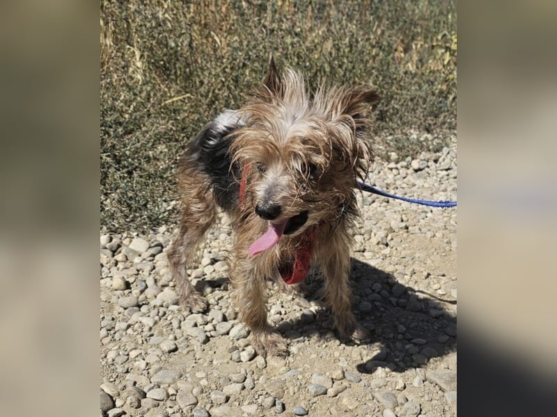 Cookie 24cm geb. 08/2013 wer gibt dem kleinen Kerl ein liebevolles Zuhause